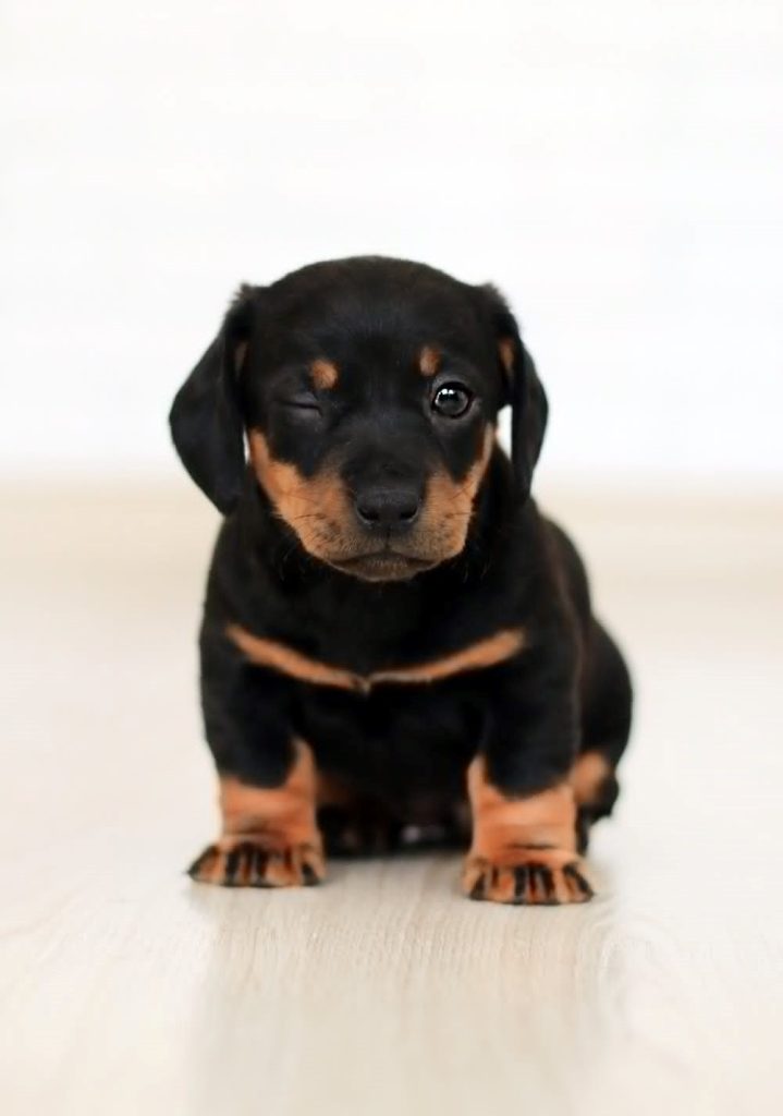 a scared puppy