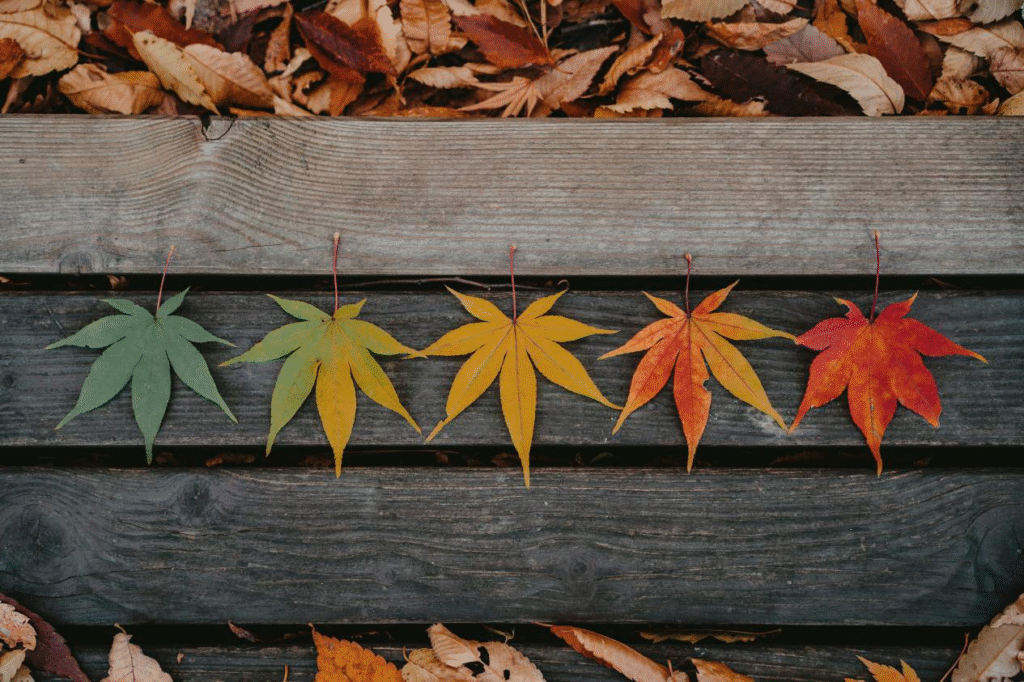 Leaves on wooden boards that go from green to yellow to orange