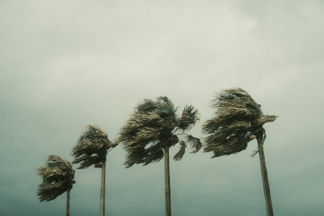 Strong winds bending trees during a severe storm