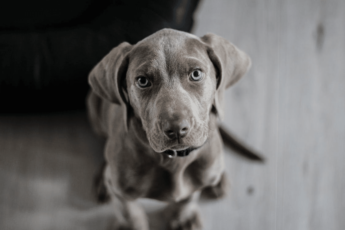 Black medium-coat dog on the floor, representing pets in a storm shelter.