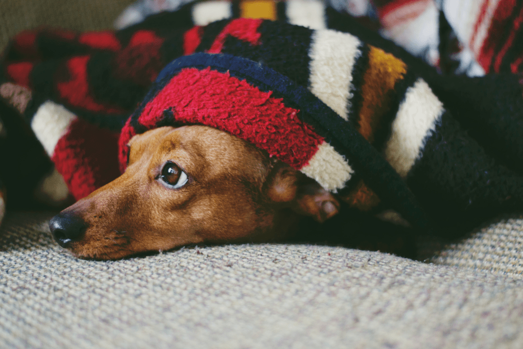 dog wrapped in a blanket