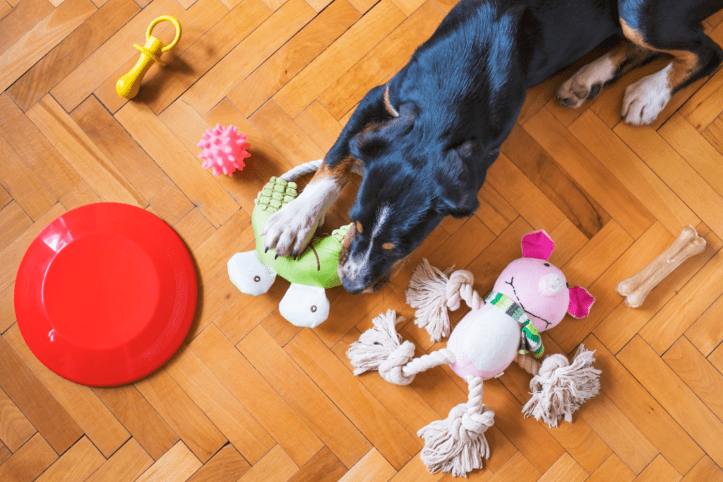 Dog lying on floor with toys