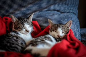 Two kittens sleeping in a blanket
