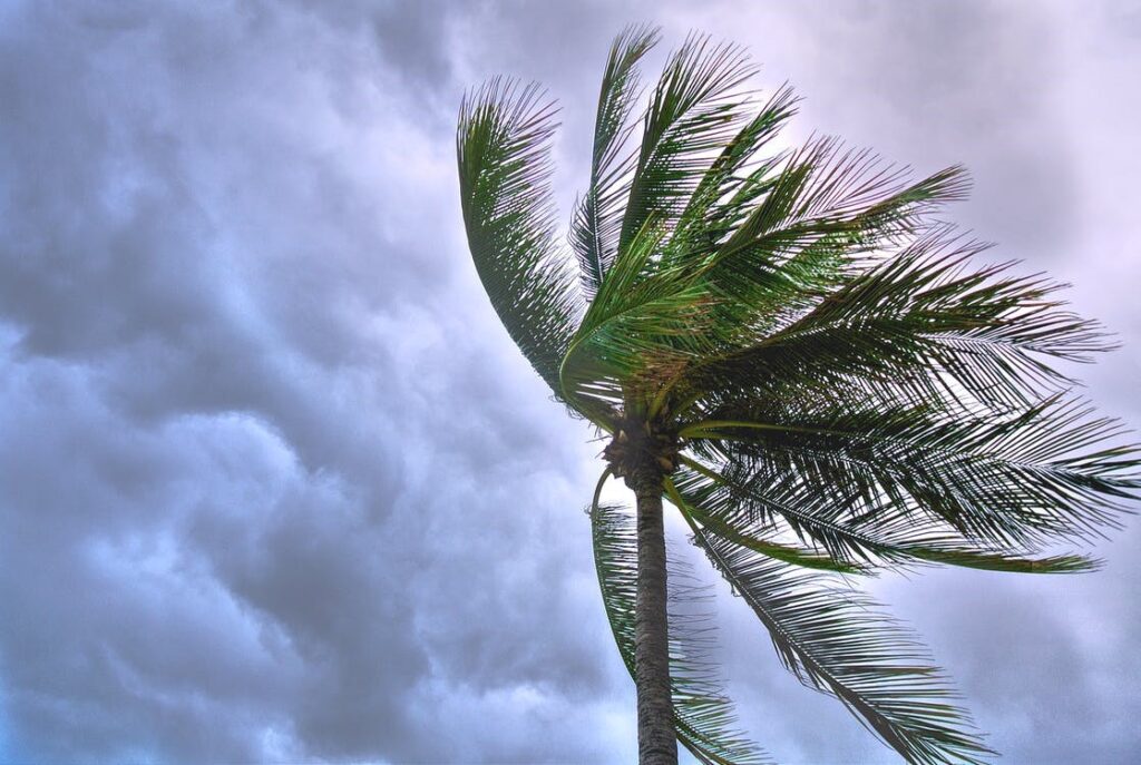 A palm tree swaying in the wind during a storm.