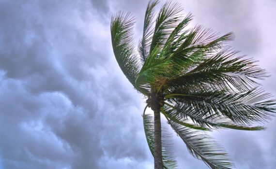 A palm tree swaying in the wind during a storm.
