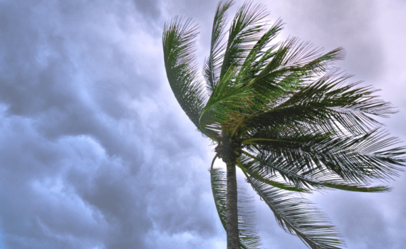 Palm leaves swayed by strong winds