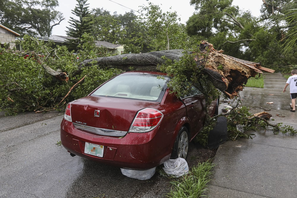 A car damaged by a fallen tree.
